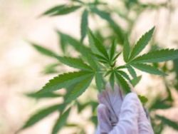 美国卫生官员敦促将大麻归类到低风险品类 美股大麻股应声走高