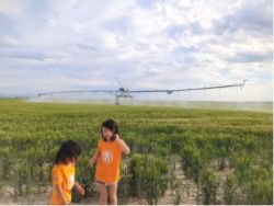 中泰证券：种植业供给过剩较普遍 景气程度依赖需求回暖
